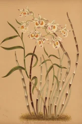 Orchidée dendrobium de Devon, Dendrobium devonianum